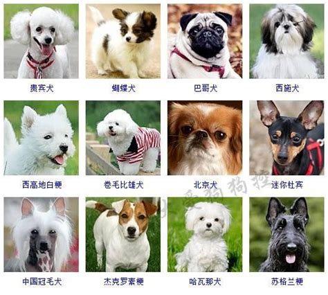 小寵物種類|小型犬的種類：認識10種最受歡迎的小型犬品種